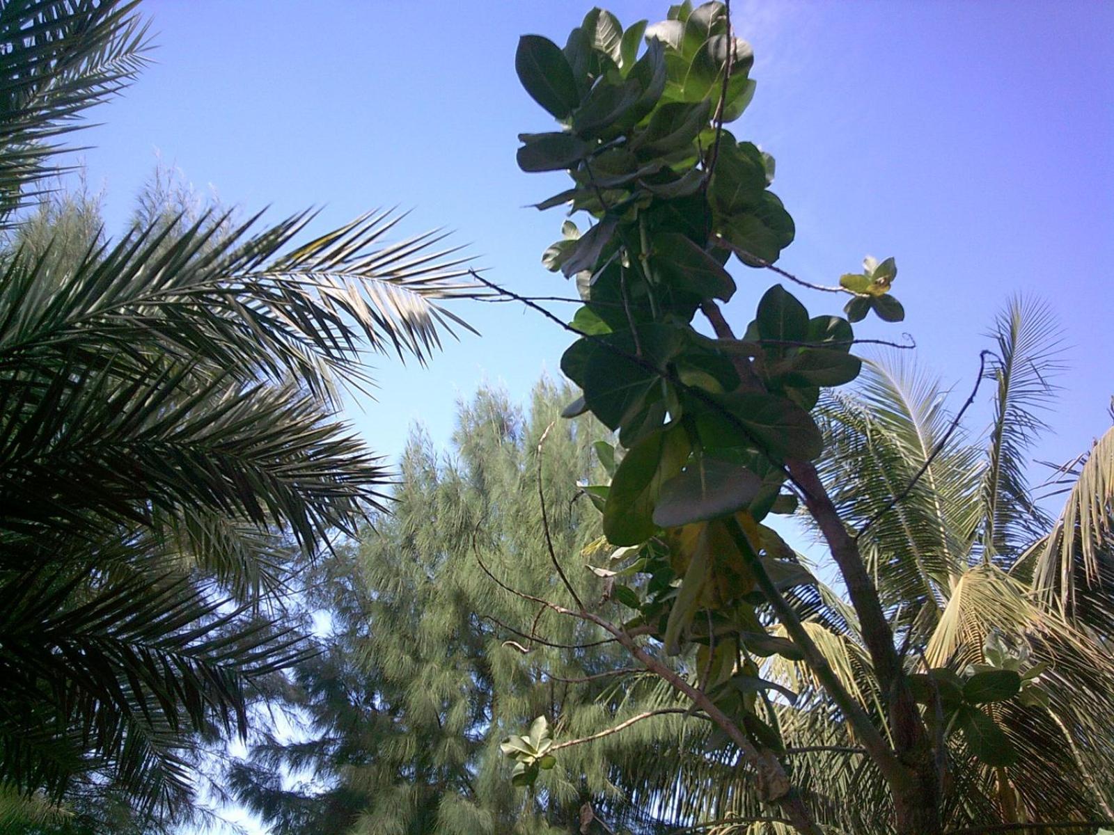 Mangrove Beach Sanyang Kültér fotó