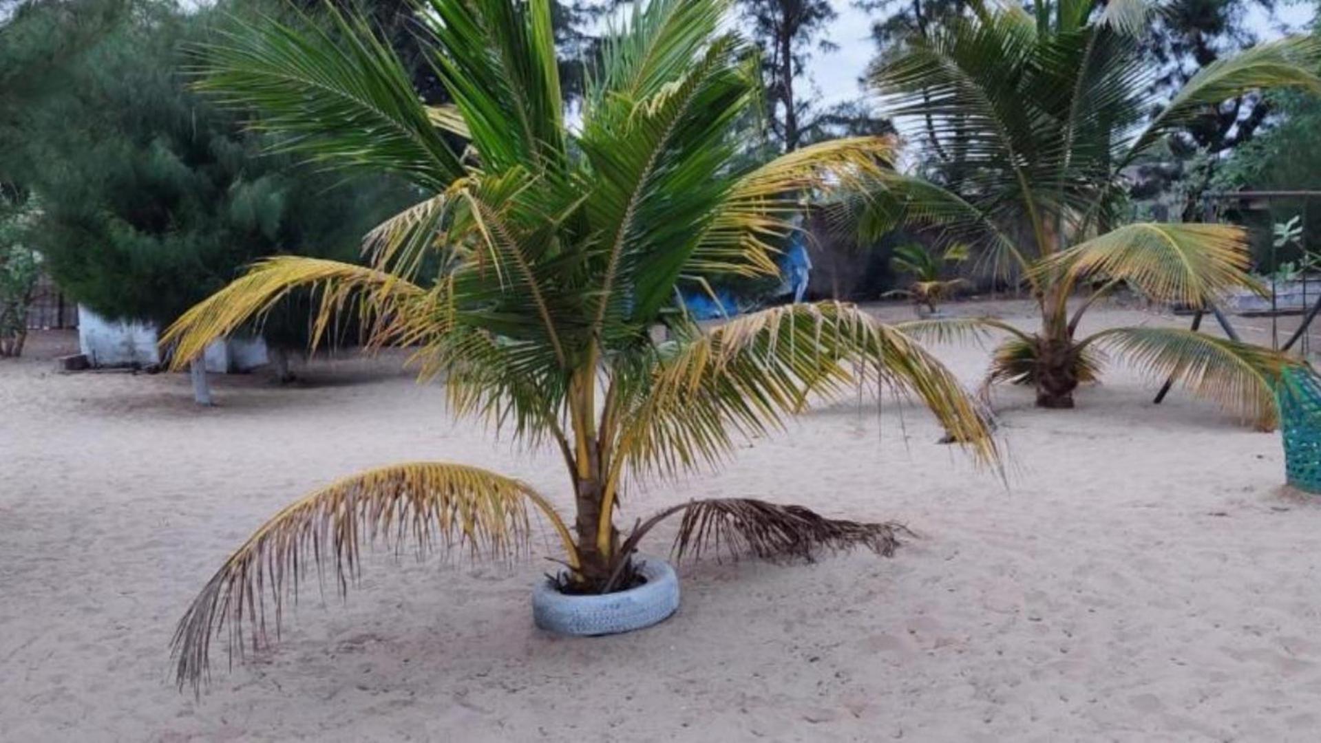 Mangrove Beach Sanyang Kültér fotó